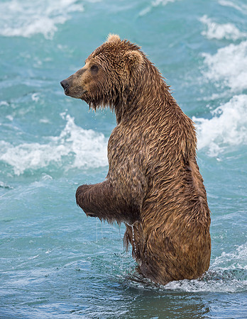 Brown_Bear_McNeil_2015_90