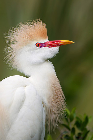 Cattle Egret