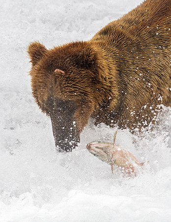 Brown_Bear_McNeil_2015_91