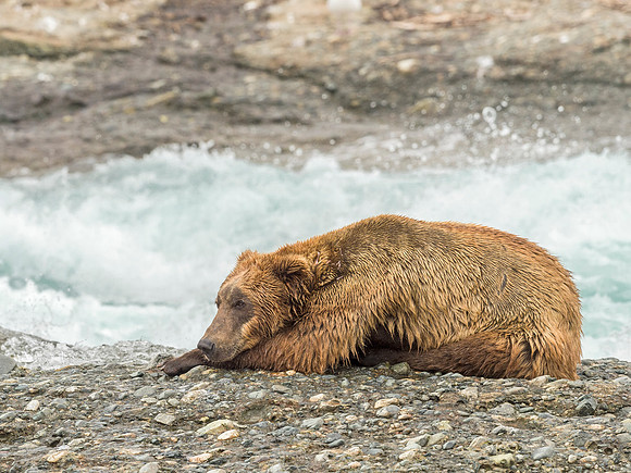 Brown_Bear_McNeil_2015_92