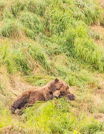 Brown_Bear_McNeil_2015_93