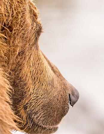 Brown_Bear_McNeil_2015_94