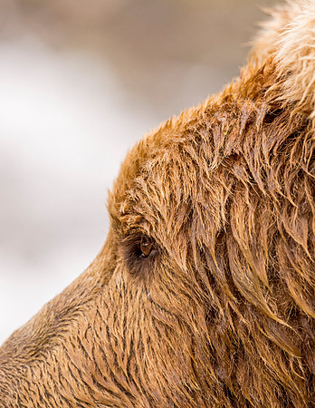 Brown_Bear_McNeil_2015_95