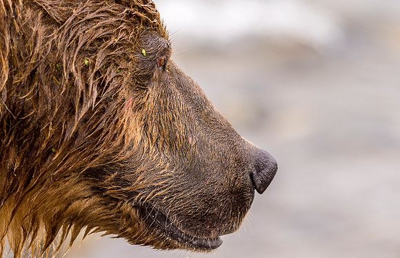 Brown_Bear_McNeil_2015_96