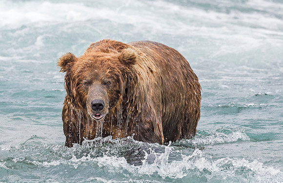 Brown_Bear_McNeil_2015_97