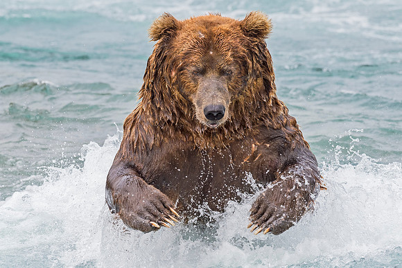 Brown_Bear_McNeil_2015_98