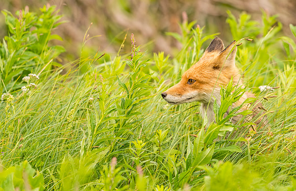 Red_fox_McNeil_2015_2