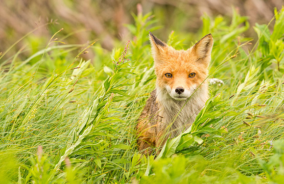 Red_fox_McNeil_2015_3