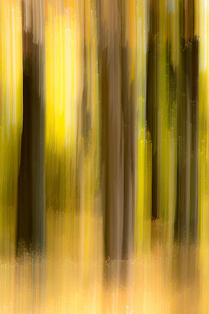 Campground_Trees_BRP_2016_1