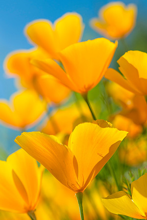 CA_Poppy_2016_2