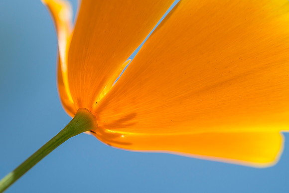 CA_Poppy_2016_1