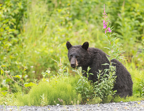 Black_bear_Seward_2016_1