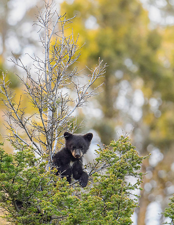 Black_bear_cub_2