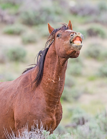 Wild_horse_SWB_2016_1