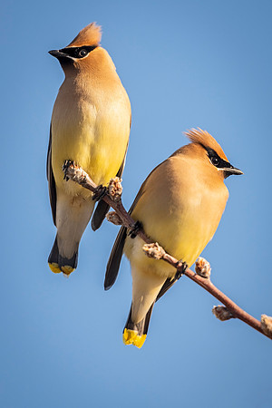 Cedar_waxwing_Slidell_2021_1