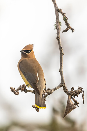 Cedar_waxwing_Slidell_2021_5