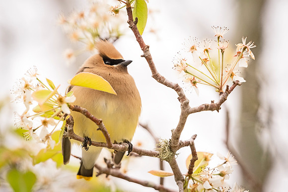 Cedar_waxwing_Slidell_2021_4