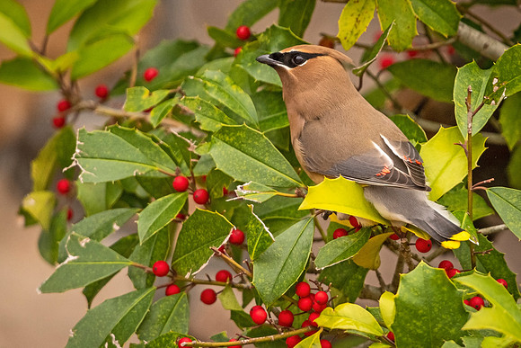 Cedar_waxwing_Slidell_2021_3