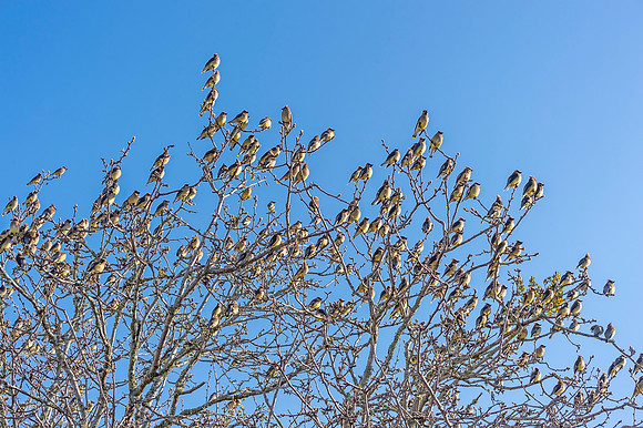 Cedar_waxwing_Slidell_2021_7