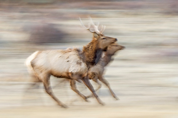 Elk_RMNP_2017_4