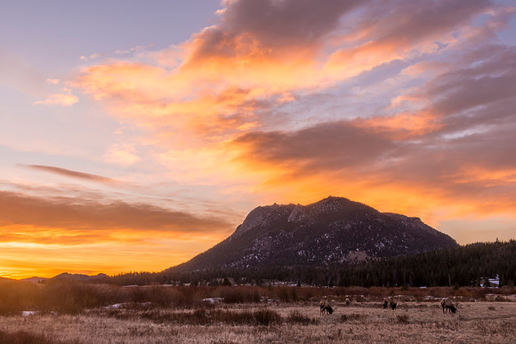 Elk_RMNP_2017_3