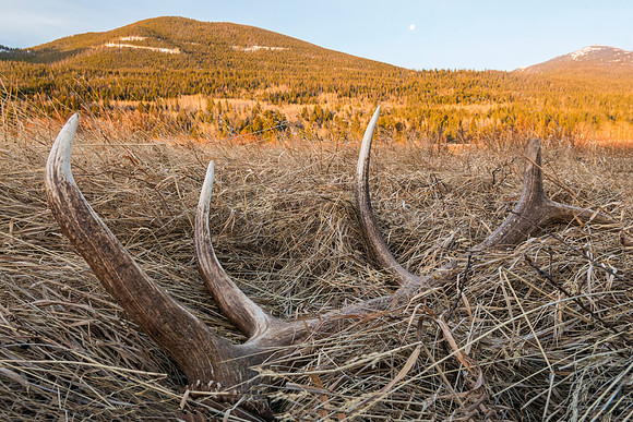 Elk_shed_RMNP_2017_2