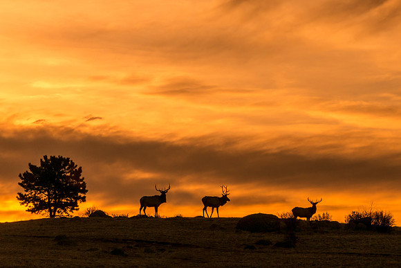 Elk_RMNP_2017_1