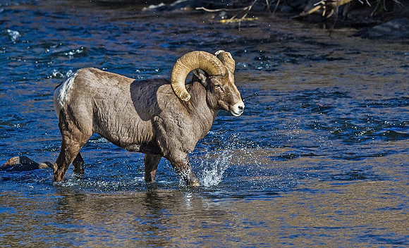 Bighorn_62