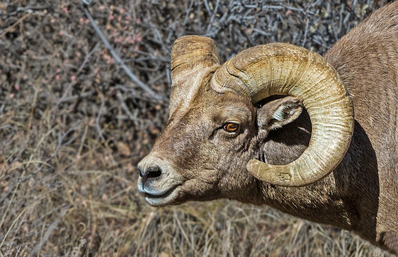 Bighorn_58