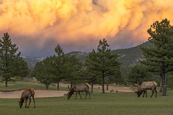 B1-Cameron_Peak_Fire__elk_2020_9
