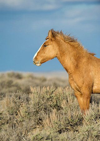 Wild_horse_24