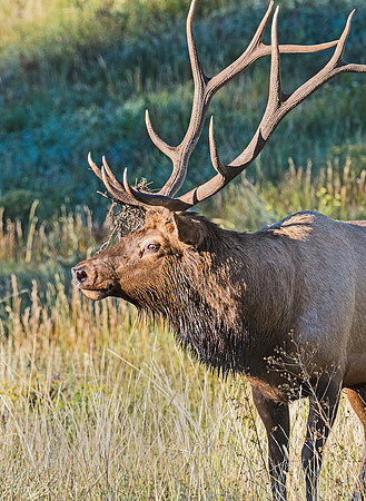 Elk_20