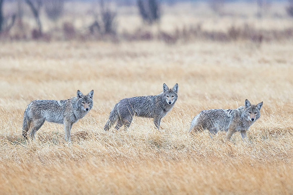 Coyote_RMNP_2017_4