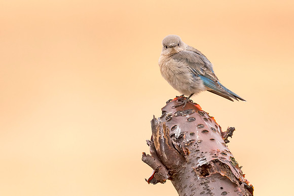 Mountain_bluebird_RMNP_2017_2
