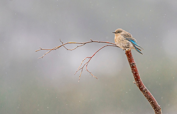 Mountain_bluebird_RMNP_2017_4