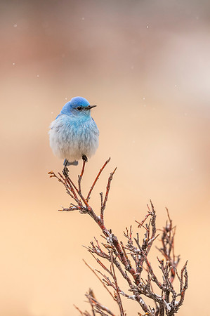 Mountain_bluebird_RMNP_2017_8