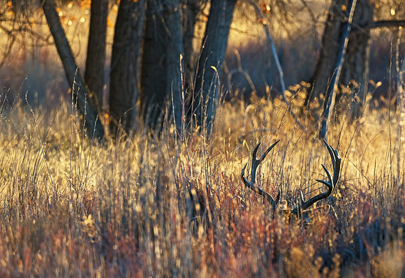 mule_deer_buck_60