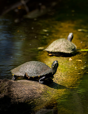 Turtles_Jean_Lafitte_2016_1