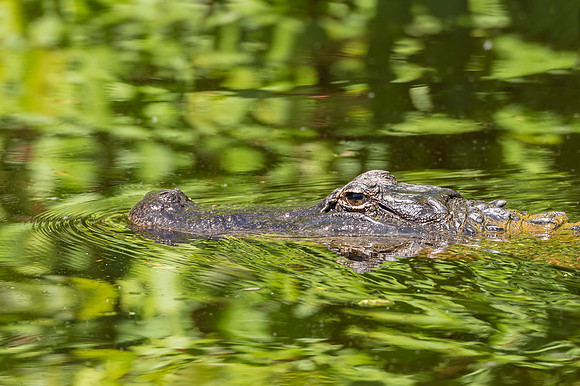 Alligator_Jean_Lafitte_2016_1