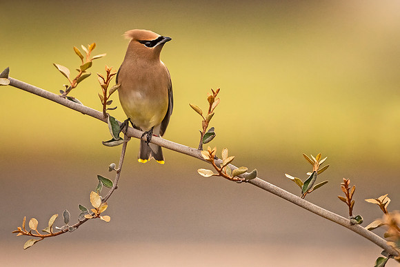 Cedar_waxwing_Slidell_2021_6