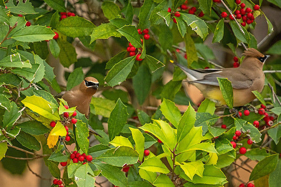 Cedar_waxwing_Slidell_2021_11