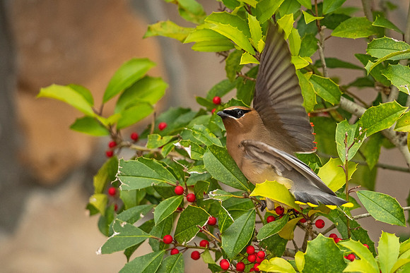 Cedar_waxwing_Slidell_2021_10