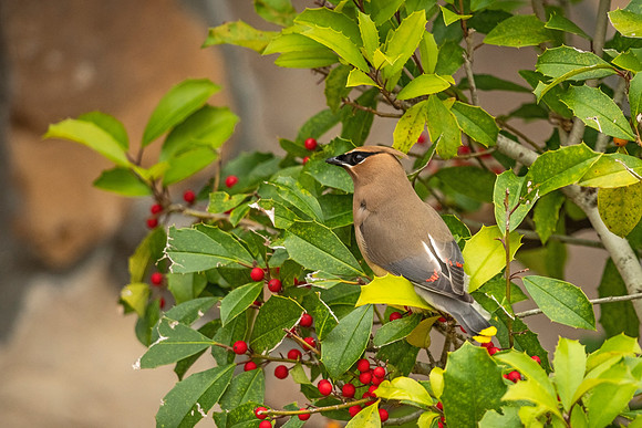 Cedar_waxwing_Slidell_2021_8