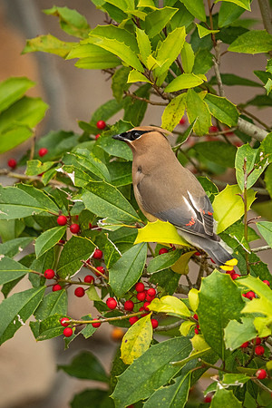 Cedar_waxwing_Slidell_2021_8