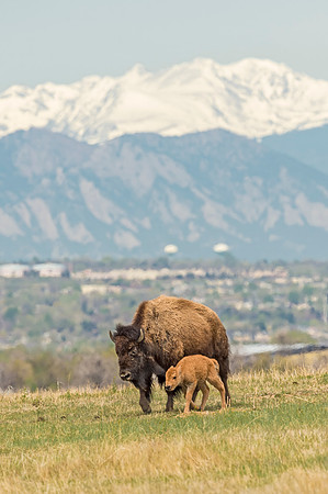 Bison_calf_RMANWR_2017_3