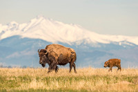 Bison_calf_RMANWR_2017_5