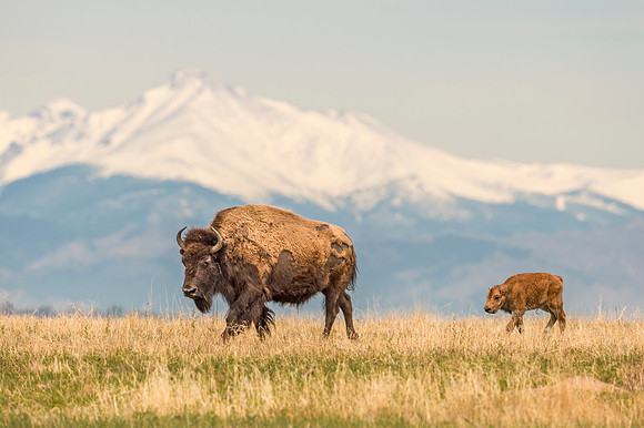 Bison_calf_RMANWR_2017_5