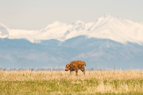 Bison_calf_RMANWR_2017_4