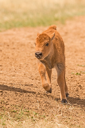 Bison_calf_RMANWR_2017_1