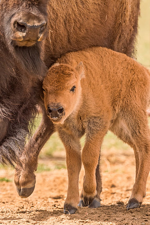Bison_calf_RMANWR_2017_2